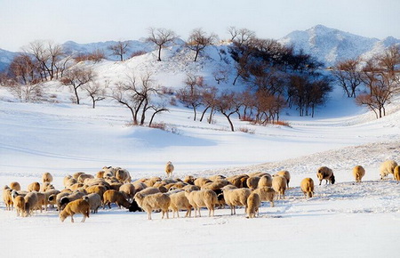 【新活动】2.10自驾乌兰布统冰雪狂欢招募中